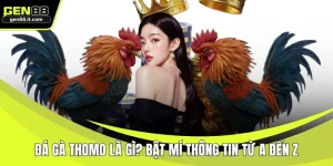 đá gà thomo là gì