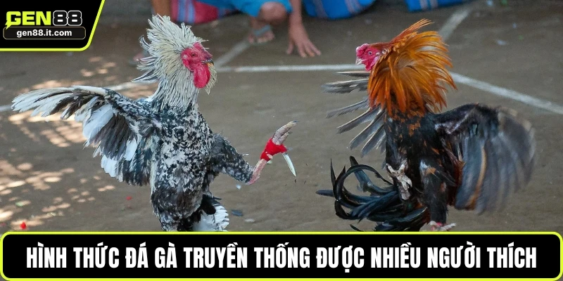 Hình thức đá gà truyền thống được nhiều người thích