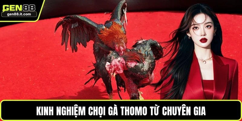 Kinh nghiệm chọi gà Thomo từ chuyên gia