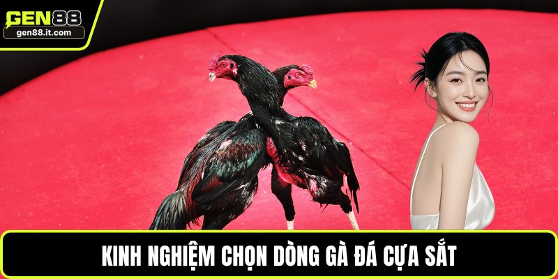 Kinh nghiệm chọn dòng gà đá cựa sắt