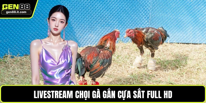 Livestream chọi gà gắn cựa sắt Full HD