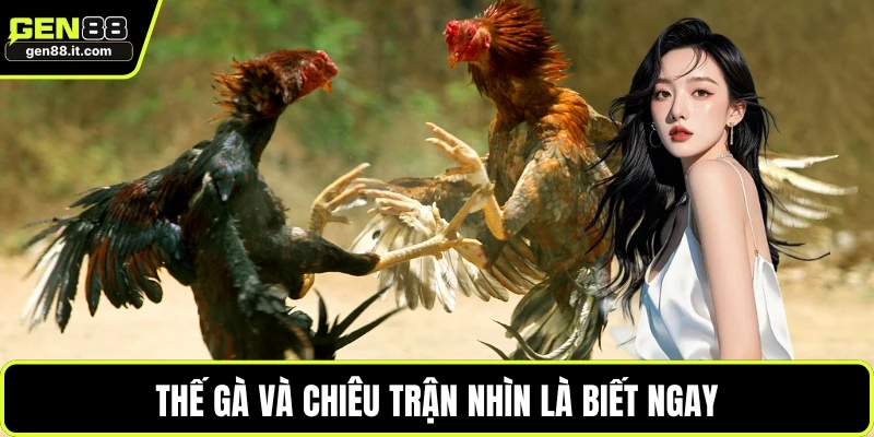 Thế gà và chiêu trận nhìn là biết ngay