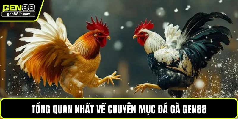 Tổng quan nhất về chuyên mục đá gà GEN88